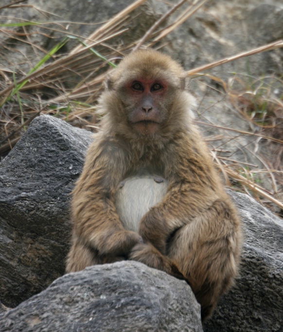 rhesus